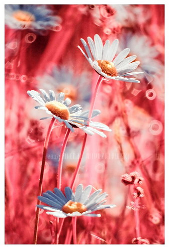 ���� :: �������� Michal Mierzejewski ���� 55