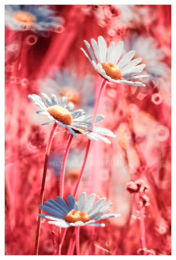 ���� :: �������� Michal Mierzejewski :: ���������� 2