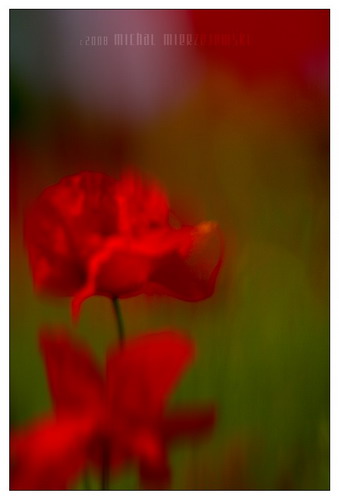 ���� :: �������� Michal Mierzejewski ���� 59