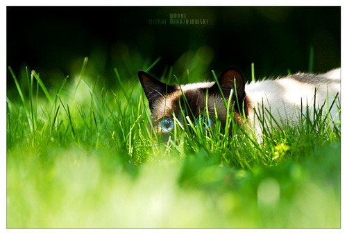 Фото :: Фотограф Michal Mierzejewski