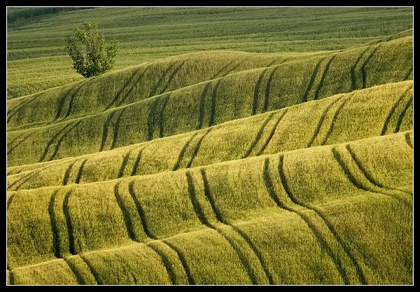  ::  Michele Berti