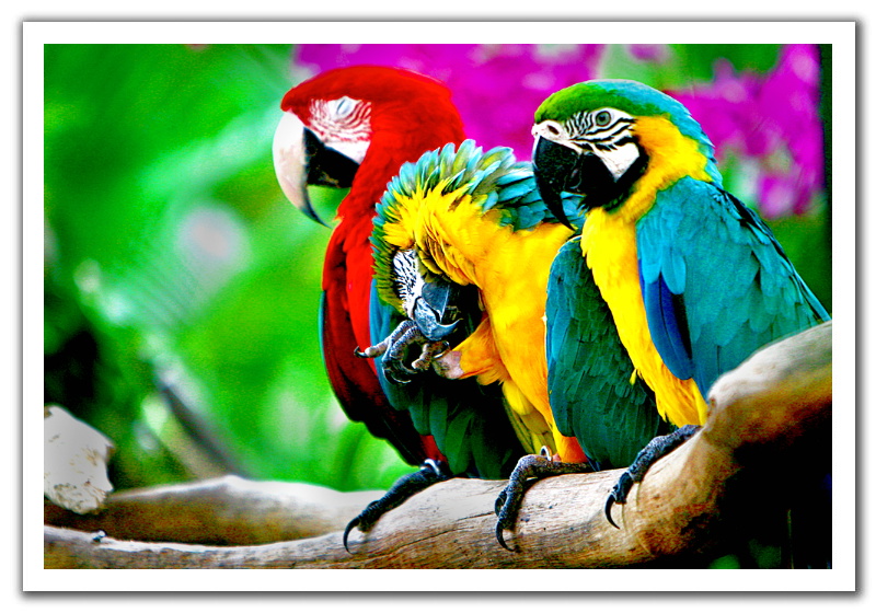 ���������� :: �������� Min Htike :: ���������� 2