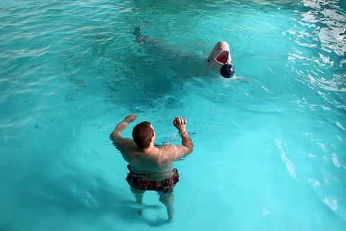 В бассейне с дельфинами фото 9