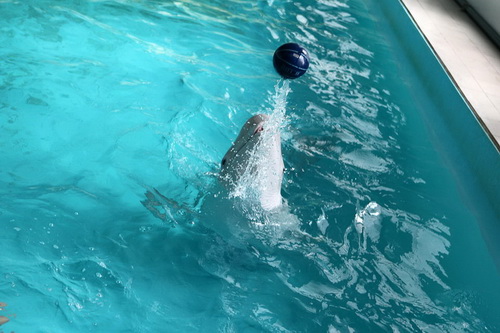 В бассейне с дельфинами фото 11