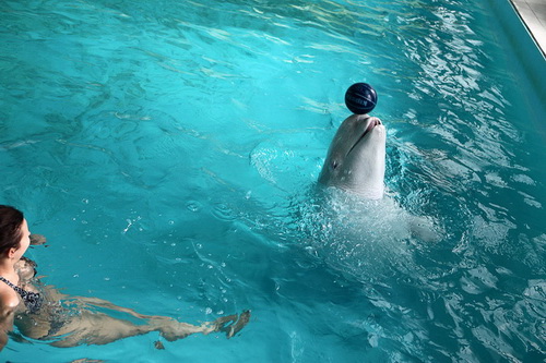 В бассейне с дельфинами фото 12