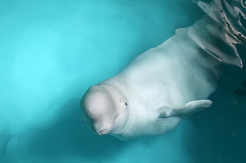 В бассейне с дельфинами фото 15