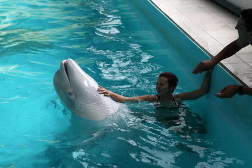 В бассейне с дельфинами фото 16