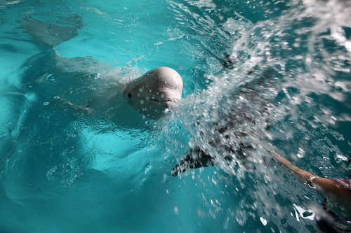 В бассейне с дельфинами фото 0