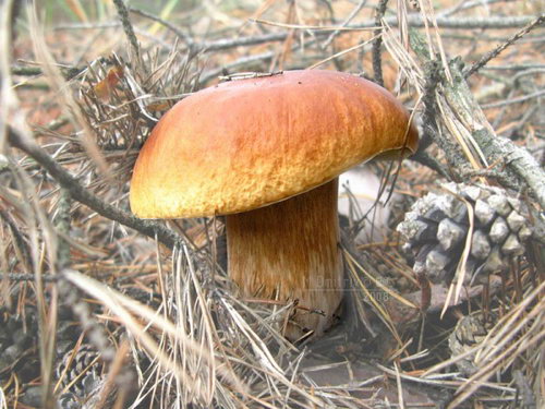 ����� ���� 63