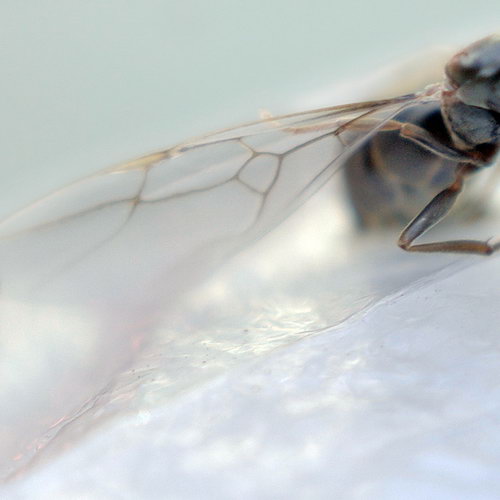 ������� ���� 11