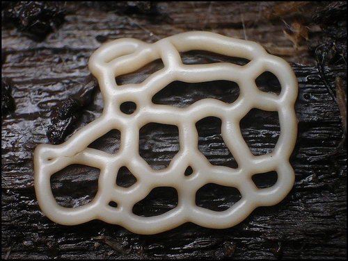 ����������� (Myxamycetes) ��� ��������� ���� 52
