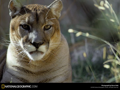 ����� �������� :: National Geographic ���� 4