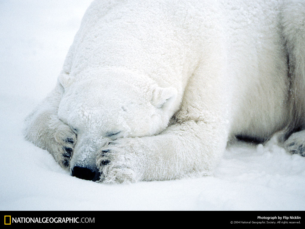 ����� �������� :: National Geographic :: ���������� 2