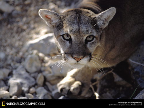 ����� �������� :: National Geographic ���� 8