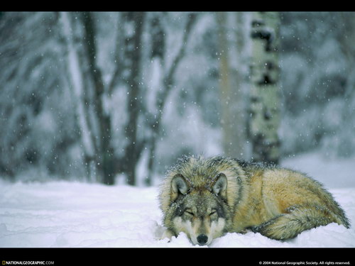 ����� �������� :: National Geographic ���� 9