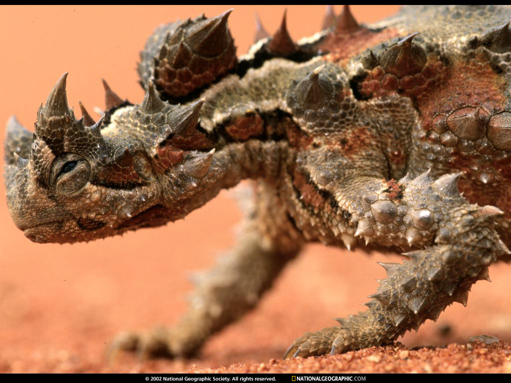 ����� �������� :: National Geographic :: ���������� 2