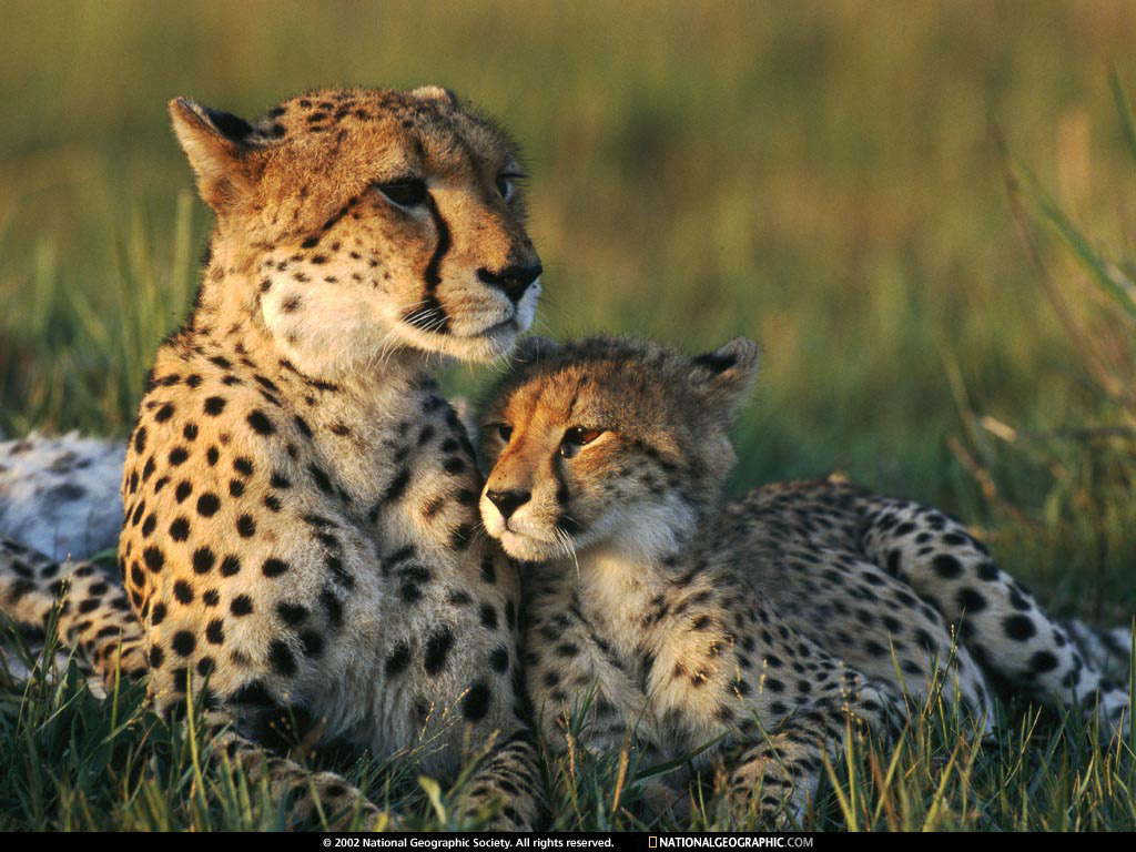 ����� �������� :: National Geographic :: ���������� 2