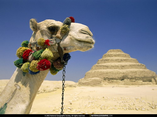 ����� �������� :: National Geographic ���� 22