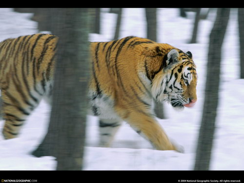 ����� �������� :: National Geographic ���� 23