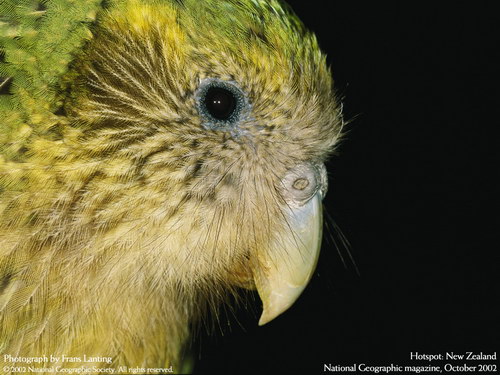 ����� �������� :: National Geographic ���� 25