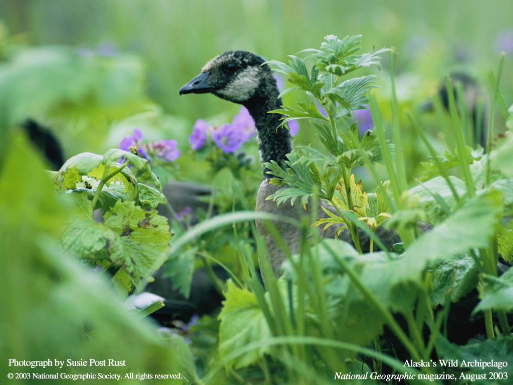 ����� �������� :: National Geographic :: ���������� 2