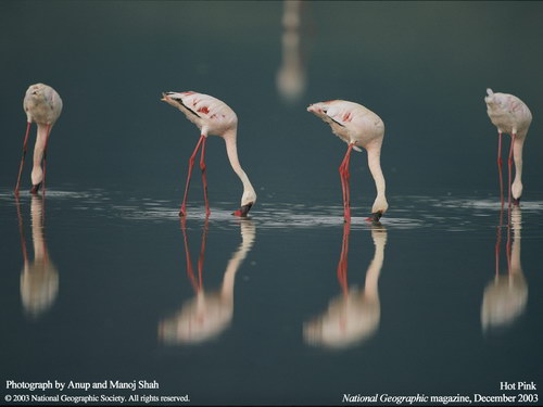 ����� �������� :: National Geographic ���� 28