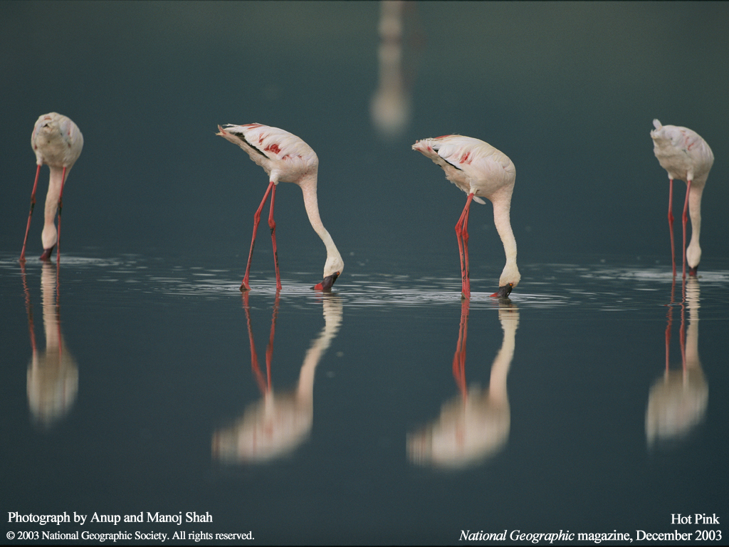 ����� �������� :: National Geographic :: ���������� 2