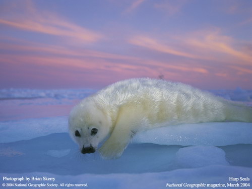 ����� �������� :: National Geographic ���� 30