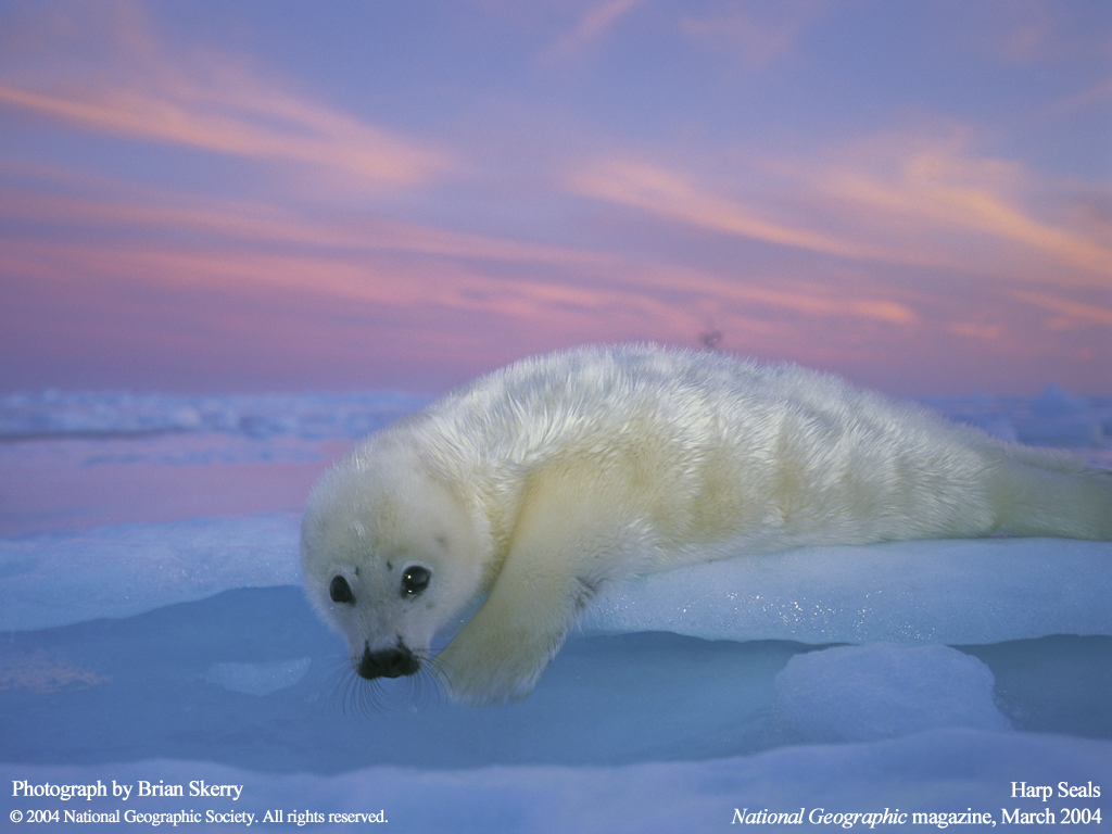 ����� �������� :: National Geographic :: ���������� 2