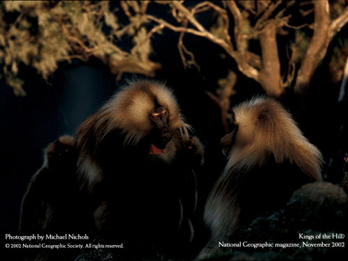 ����� �������� :: National Geographic ���� 31