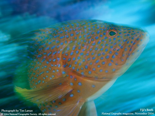 ����� �������� :: National Geographic ���� 33