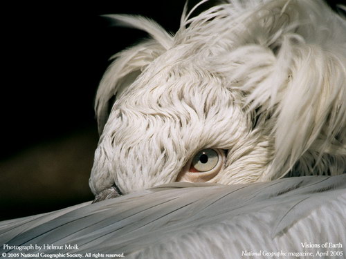 ����� �������� :: National Geographic ���� 36