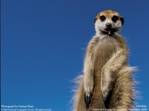 ����� �������� :: National Geographic ���� 37