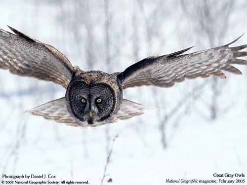 ����� �������� :: National Geographic ���� 38