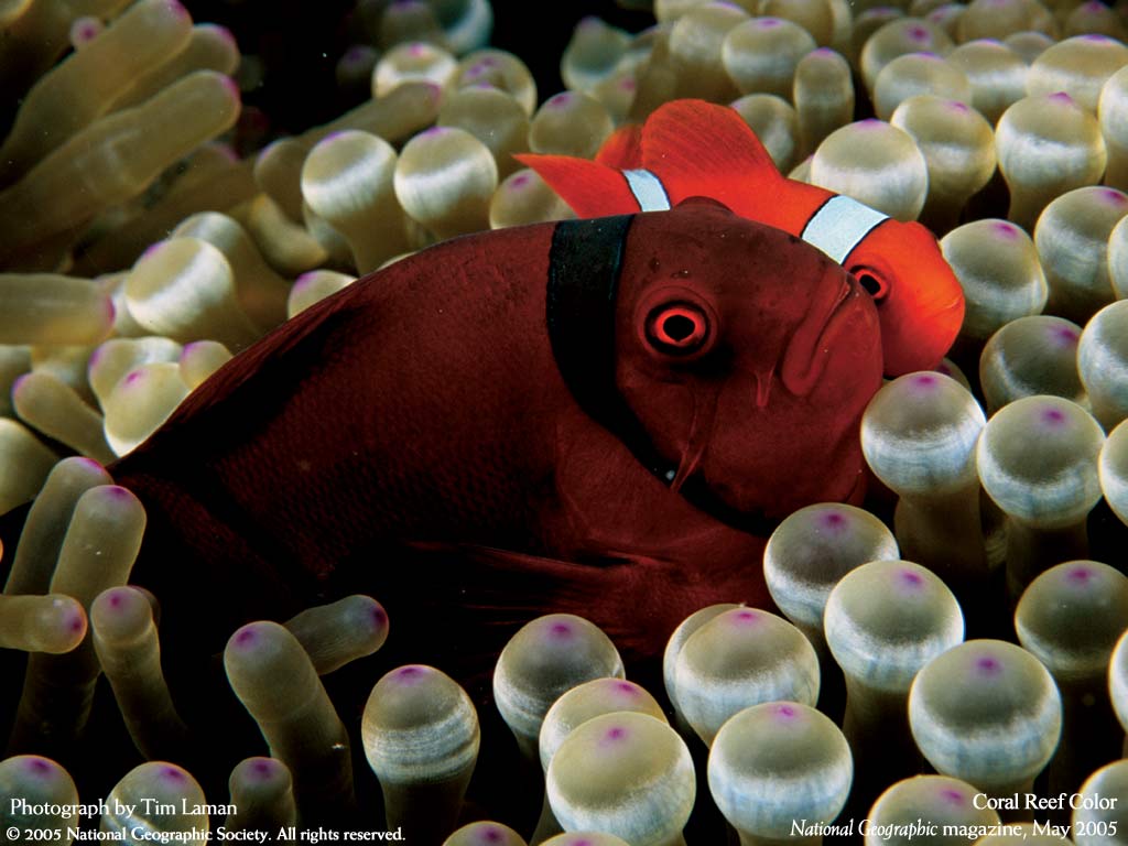 ����� �������� :: National Geographic :: ���������� 2
