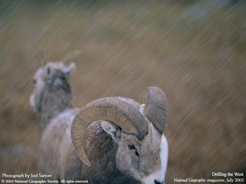 ����� �������� :: National Geographic ���� 40