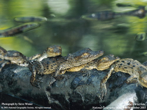 ����� �������� :: National Geographic ���� 43