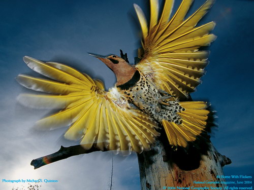 ����� �������� :: National Geographic ���� 44