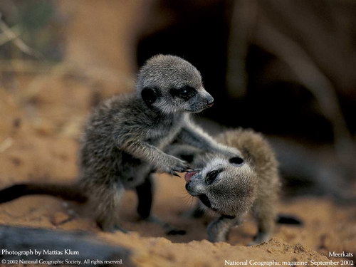 ����� �������� :: National Geographic ���� 45