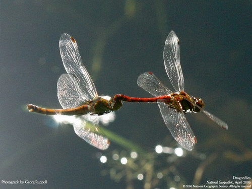 ����� �������� :: National Geographic ���� 46