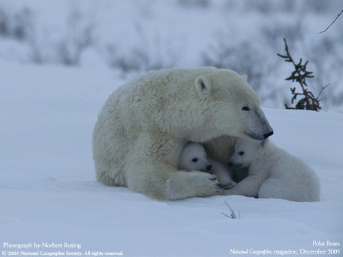 ����� �������� :: National Geographic ���� 47