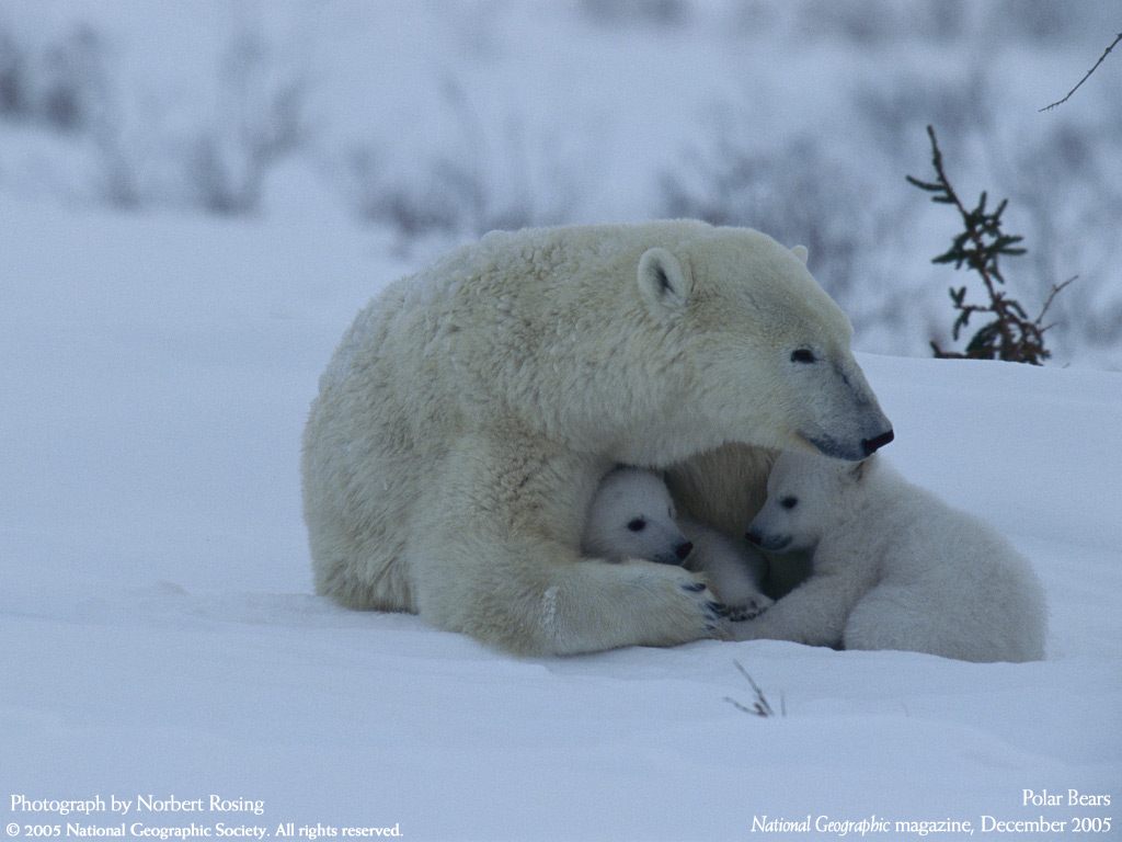 ����� �������� :: National Geographic :: ���������� 2