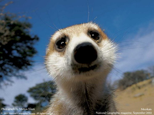 ����� �������� :: National Geographic ���� 48