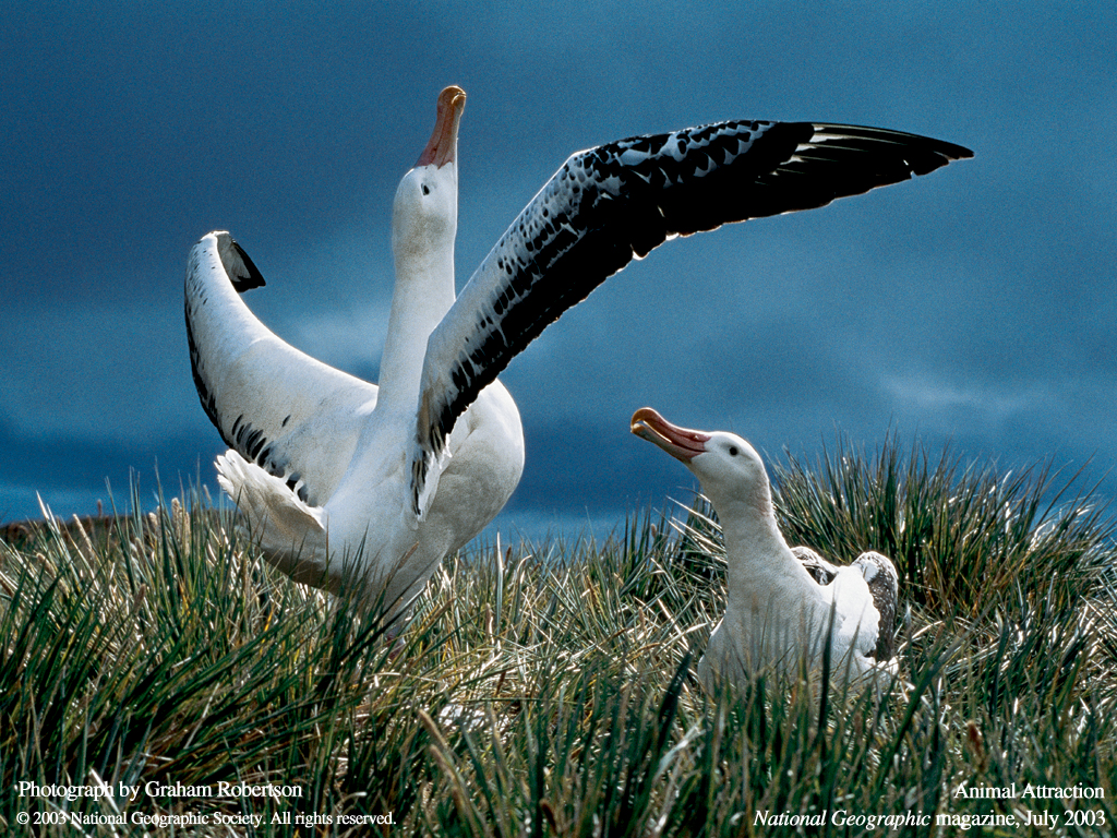 ����� �������� :: National Geographic :: ���������� 2