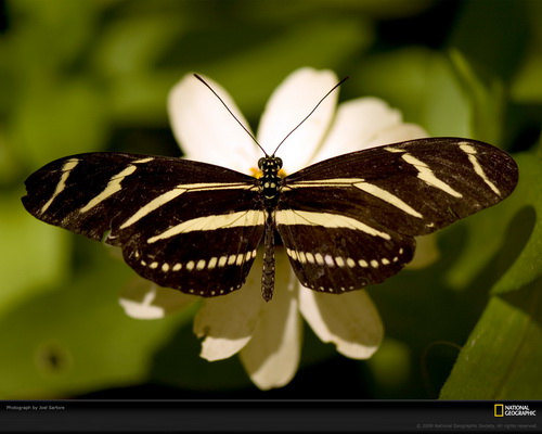 ���� National Geographic ���� 4