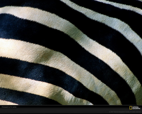 ���� National Geographic ���� 5