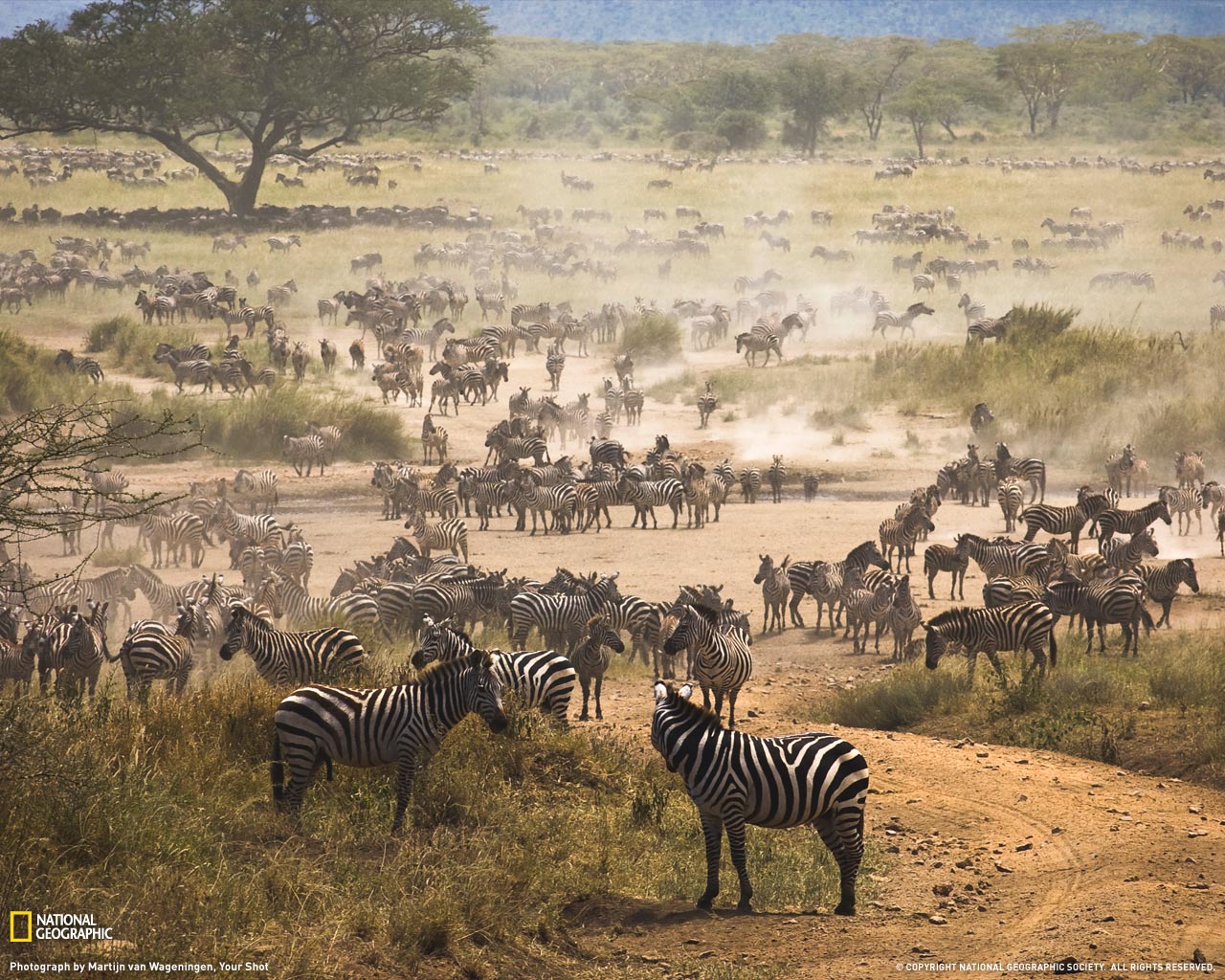 ���� National Geographic :: ���������� 1