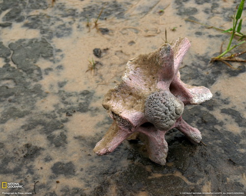 ���� National Geographic ���� 7