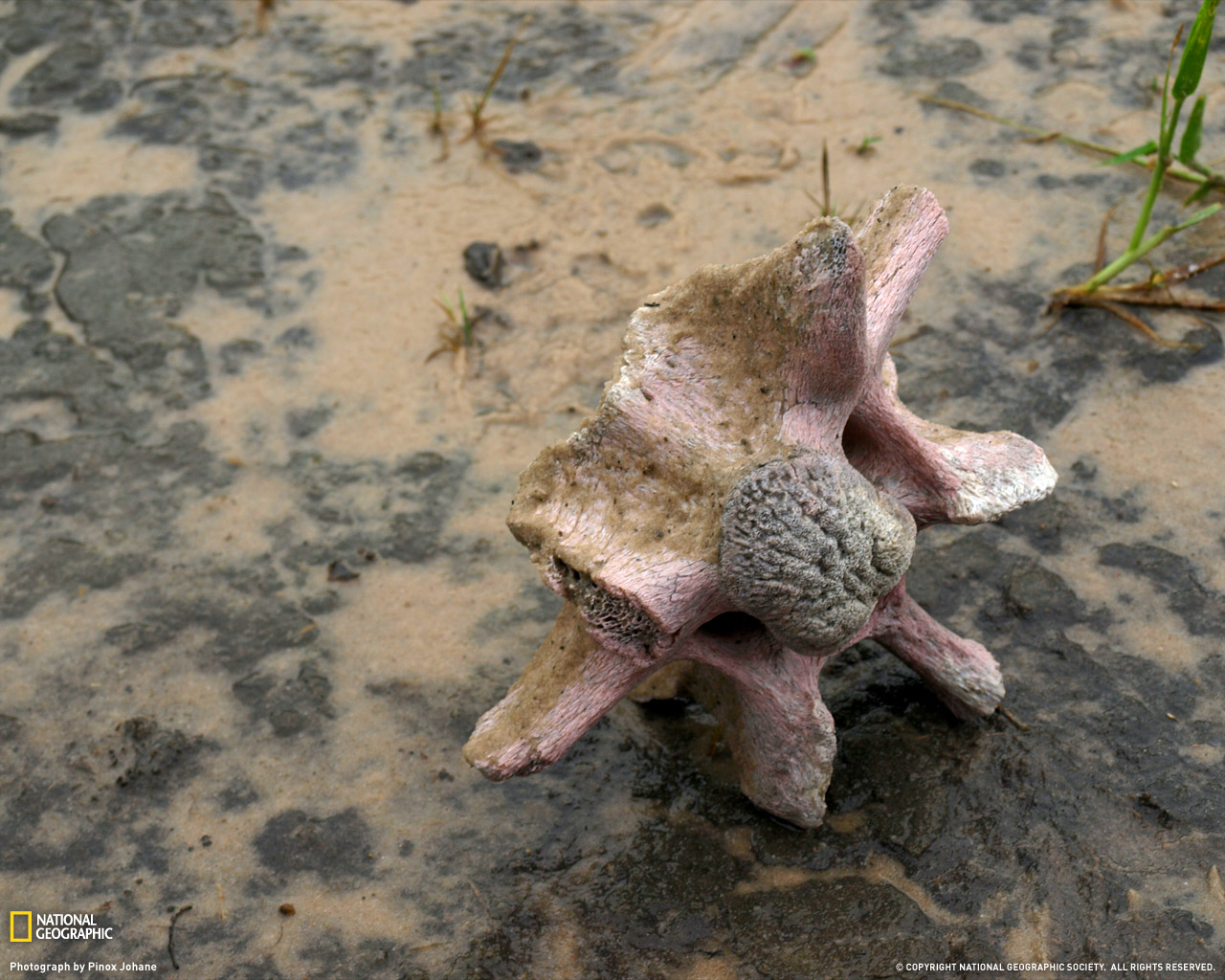 ���� National Geographic :: ���������� 1