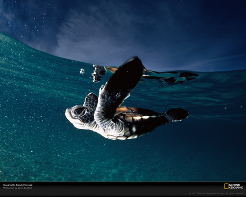 ���� National Geographic ���� 8
